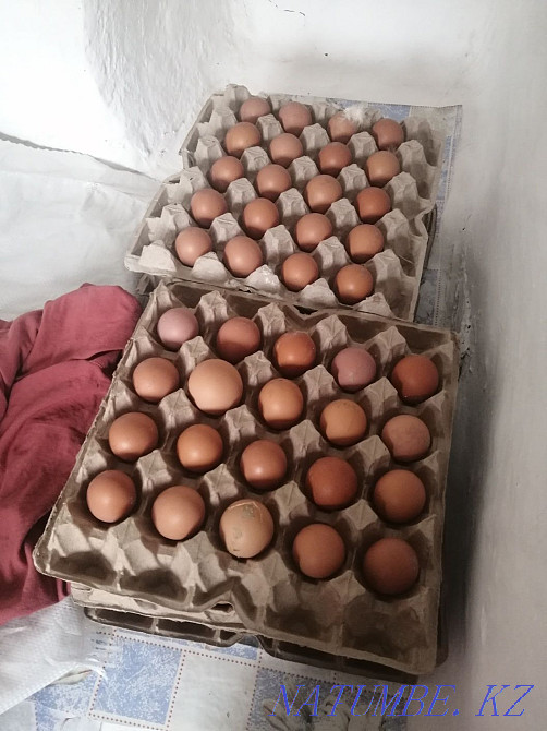 Ломан Браун тауық тауық жұмыртқалайтын Шымкент - изображение 3