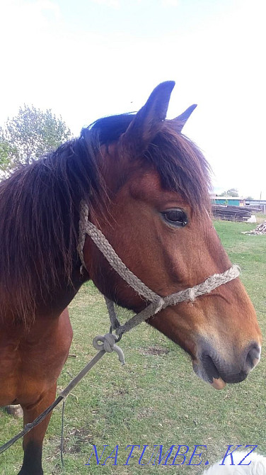 Sell or trade Petropavlovsk - photo 1