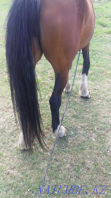 Sell or trade Petropavlovsk - photo 4