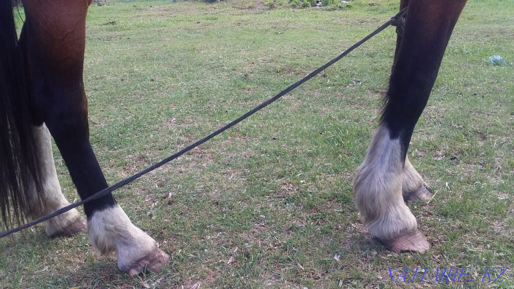 Sell or trade Petropavlovsk - photo 2