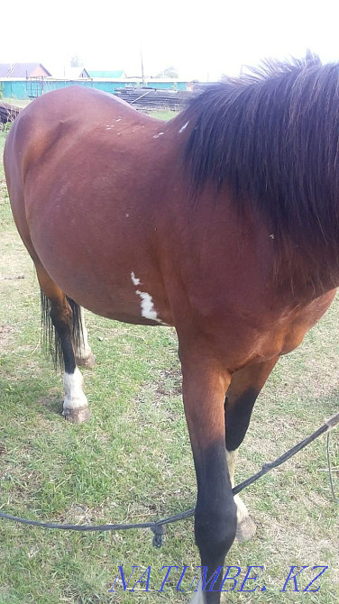 Sell or trade Petropavlovsk - photo 5