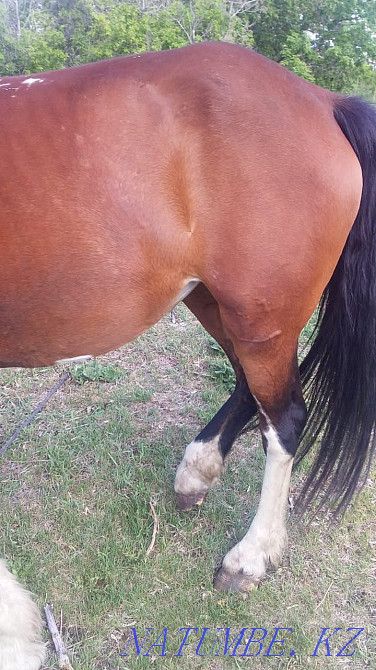 Sell or trade Petropavlovsk - photo 6