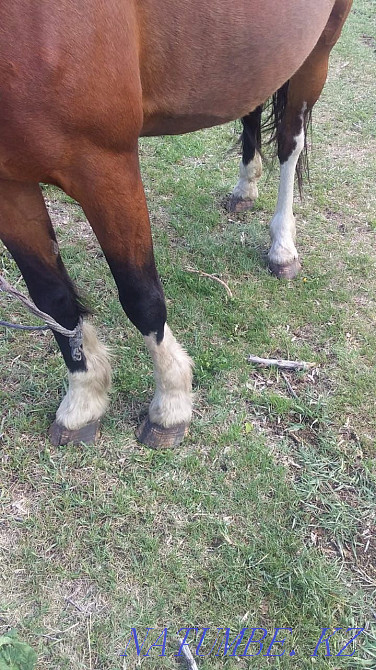 Sell or trade Petropavlovsk - photo 3