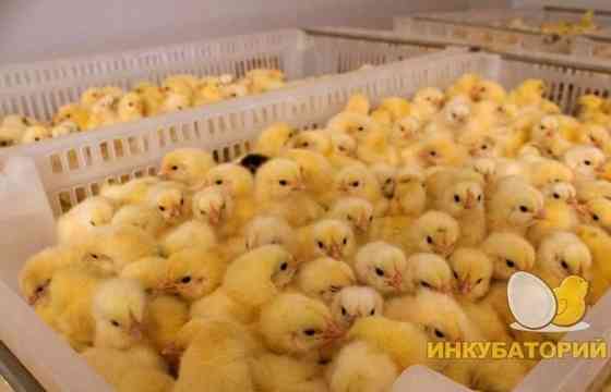 Цыплята Бройлеры (Европа)оптом и в розницу Pavlodar