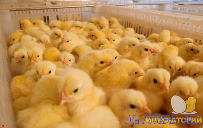 Chickens Broilers (Europe) wholesale and retail Pavlodar - photo 2