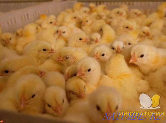 Chickens Broilers (Еуропа) көтерме және бөлшек саудада  Павлодар  - изображение 1