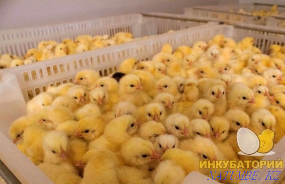Chickens Broilers (Europe) wholesale and retail Pavlodar - photo 3