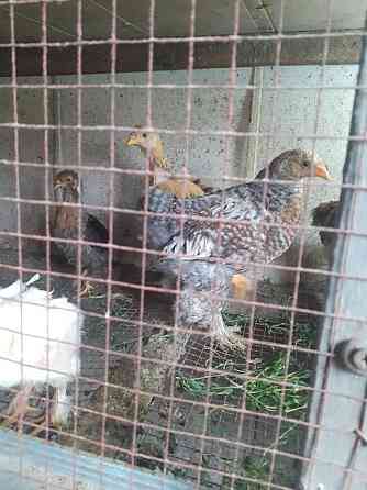 Продам цыплят брам Талдыкорган