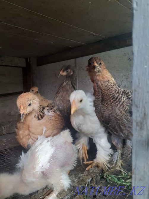 Brahm chickens for sale Taldykorgan - photo 1