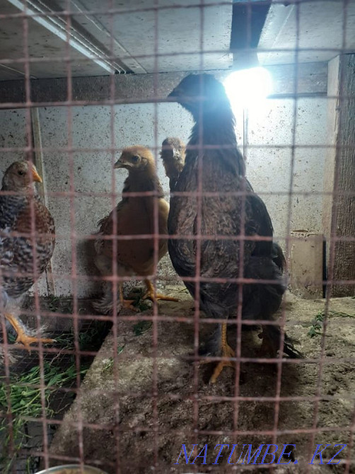 Brahm chickens for sale Taldykorgan - photo 4