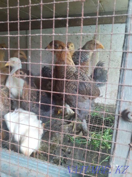 Brahm chickens for sale Taldykorgan - photo 2