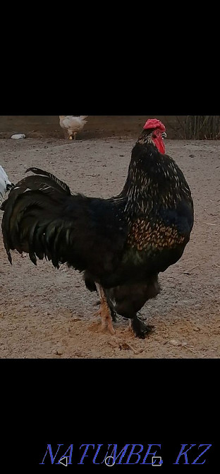Black gray rooster Brama breed 7000tg, red roosters Kuchinsky 4000tg Atyrau - photo 1