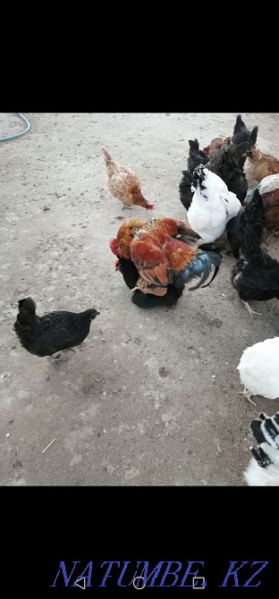 Black gray rooster Brama breed 7000tg, red roosters Kuchinsky 4000tg Atyrau - photo 3