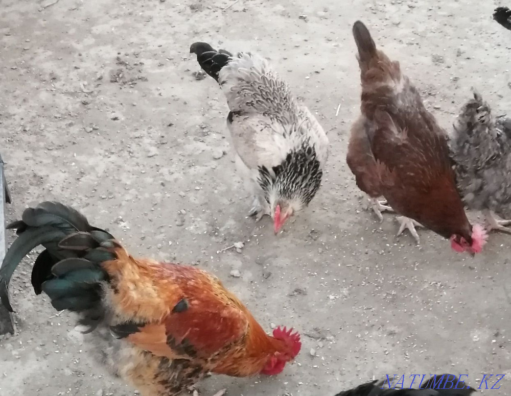 Black gray rooster Brama breed 7000tg, red roosters Kuchinsky 4000tg Atyrau - photo 2