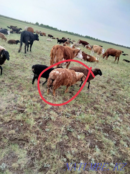 I will sell tokty 8 heads Мичурино - photo 3