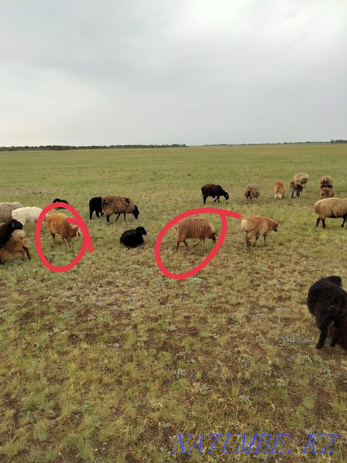 I will sell tokty 8 heads Мичурино - photo 4