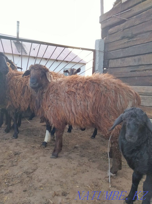 I will sell tokty 8 heads Мичурино - photo 1