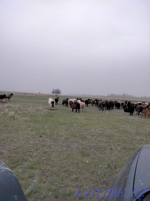 I will sell tokty 8 heads Мичурино - photo 2