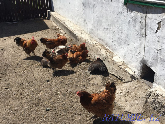 I sell domestic chickens Karagandy - photo 8