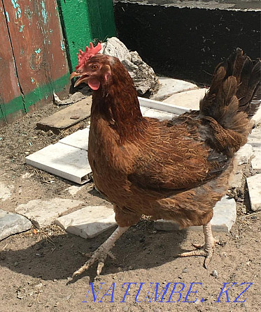 I sell domestic chickens Karagandy - photo 3