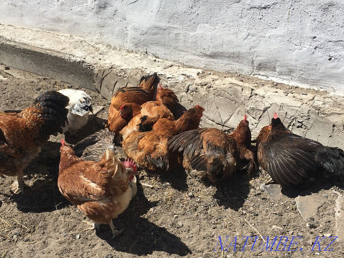 I sell domestic chickens Karagandy - photo 1