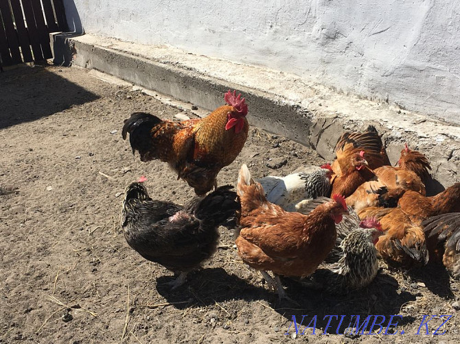 I sell domestic chickens Karagandy - photo 7
