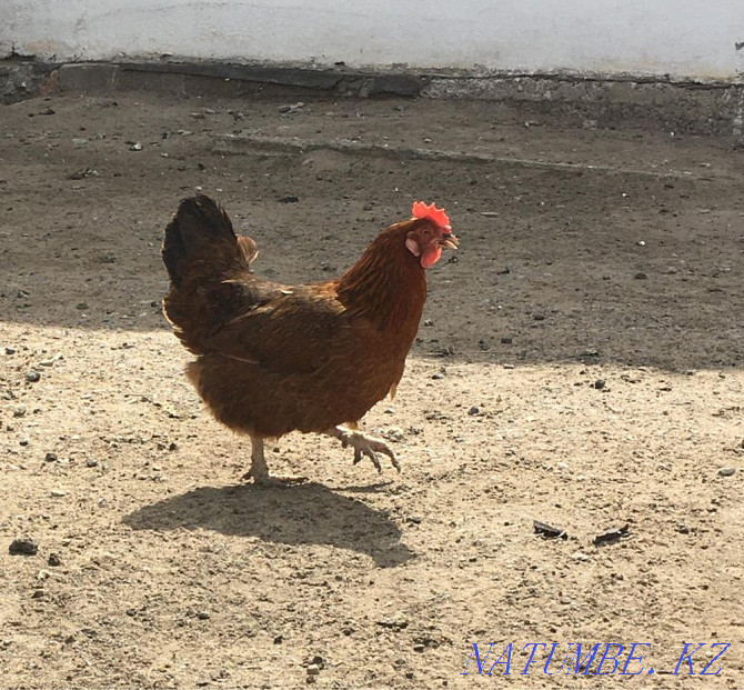 I sell domestic chickens Karagandy - photo 2