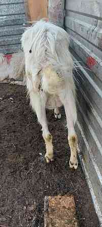 Ешки сатамын сутти козы дойная жас ешки 1 2 туган Astana