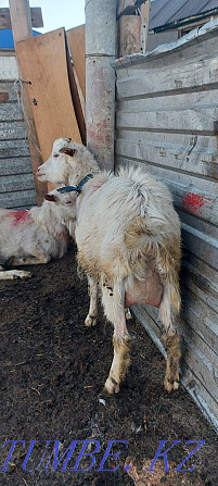 Eshki satamyn sutti goats milking zhas eshki 1 2 tugan Astana - photo 1