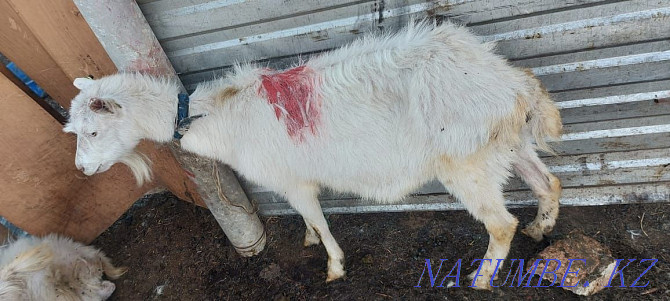 Eshki satamyn sutti goats milking zhas eshki 1 2 tugan Astana - photo 3