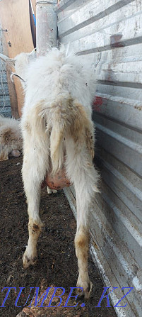 Ешки сатамын сутти козы дойная жас ешки 1 2 туган Астана - изображение 7