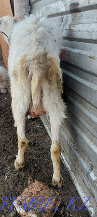 Eshki satamyn sutti goats milking zhas eshki 1 2 tugan Astana - photo 8