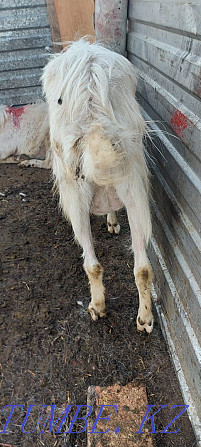 Ешки сатамын сутти козы дойная жас ешки 1 2 туган Астана - изображение 6