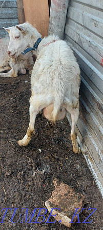 Ешки сатамын сутти козы дойная жас ешки 1 2 туган Астана - изображение 2