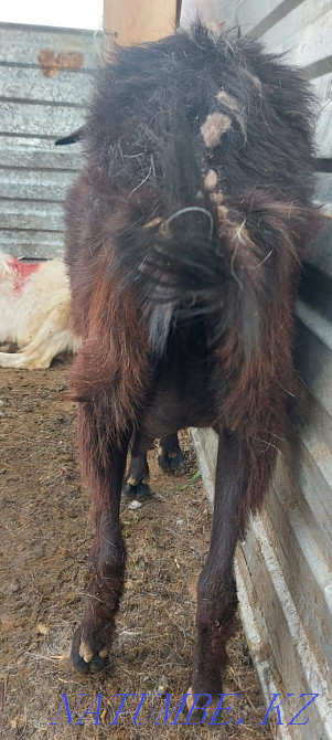Eshki satamyn sutti goats milking zhas eshki 1 2 tugan Astana - photo 5
