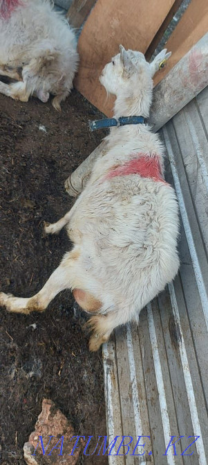 Eshki satamyn sutti goats milking zhas eshki 1 2 tugan Astana - photo 4