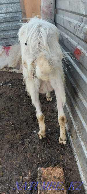 Eshki satamyn sutti goats milking zhas eshki 1 2 tugan Astana - photo 6
