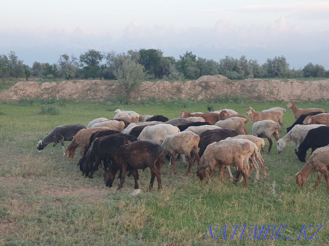 Sell good sheep Almaty - photo 1