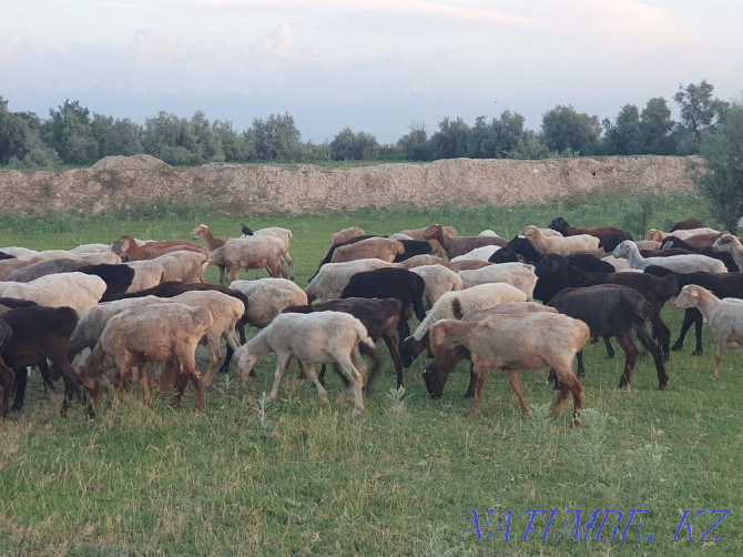 Sell good sheep Almaty - photo 2