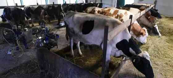 Дойные молочные коровы Kokshetau