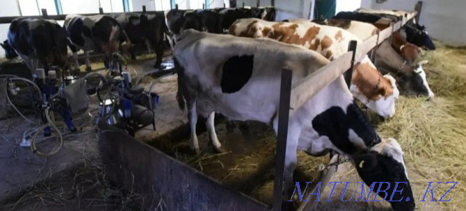 Dairy cows Kokshetau - photo 6