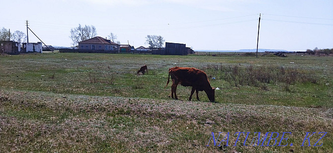 Sell cow first heifer  - photo 2