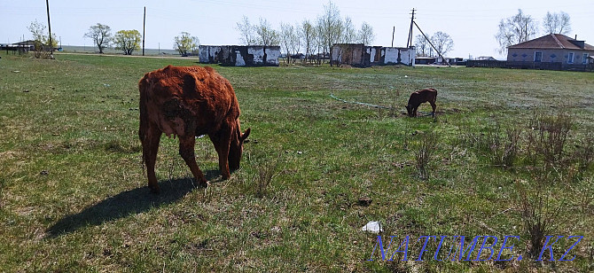 Sell cow first heifer  - photo 1