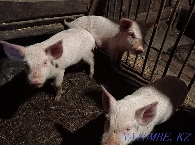 Piglets a month and three weeks  - photo 3