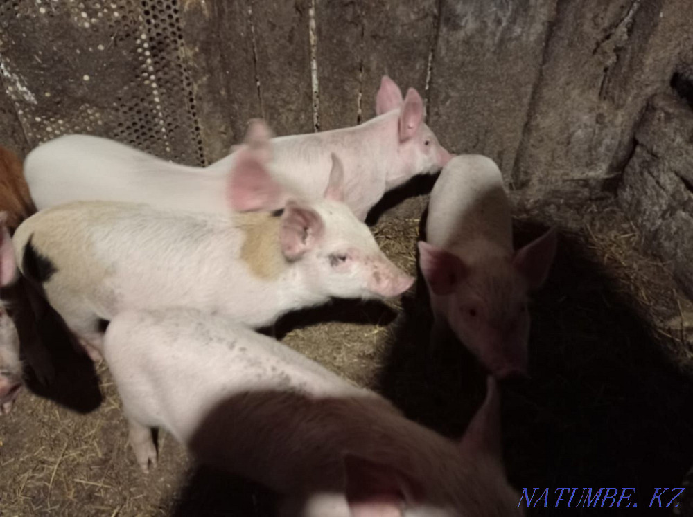 Поросята месяц и три недели  - изображение 2