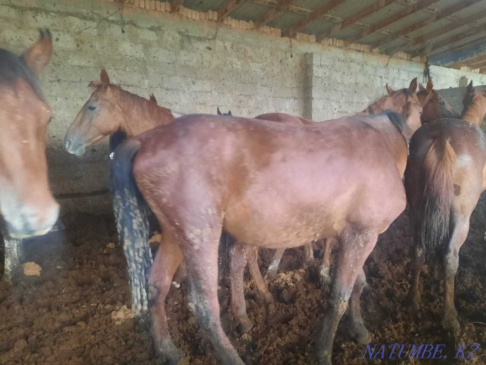 Өмір Шымкент - изображение 1