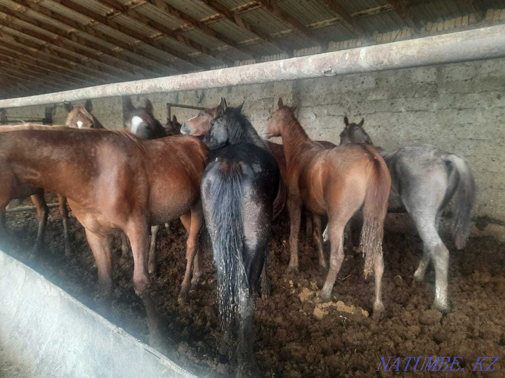 Өмір Шымкент - изображение 6