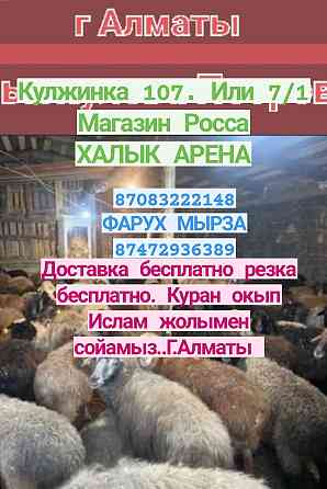 Кой Бараны токтушки продаётся 35000тысч г Алматы Доставка бесплатно ре Almaty