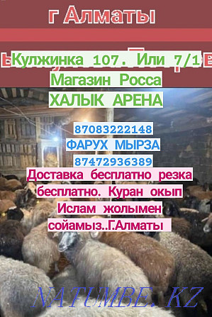 Koi Sheep toktushki sold 35000 thousand Almaty Delivery free re Almaty - photo 1