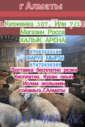 Кой қой токтушки сатылды 35000мың Алматы Доставка тегін ре  Алматы - изображение 1